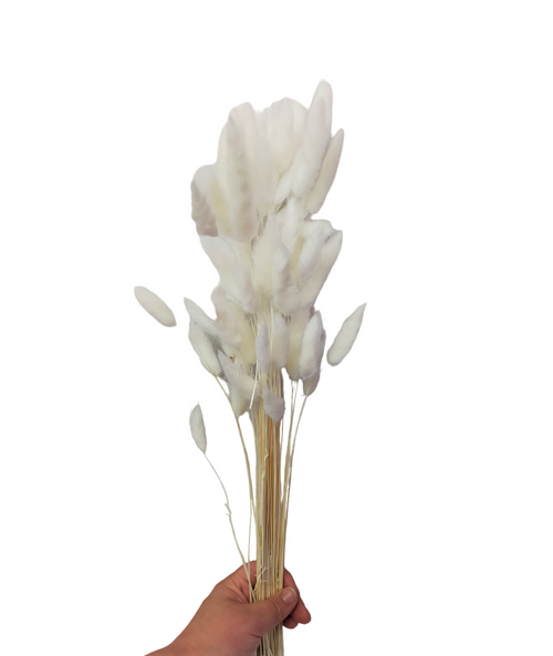 Dried/Preserved Flowers Bunny Tail (Mini Pampas) - White