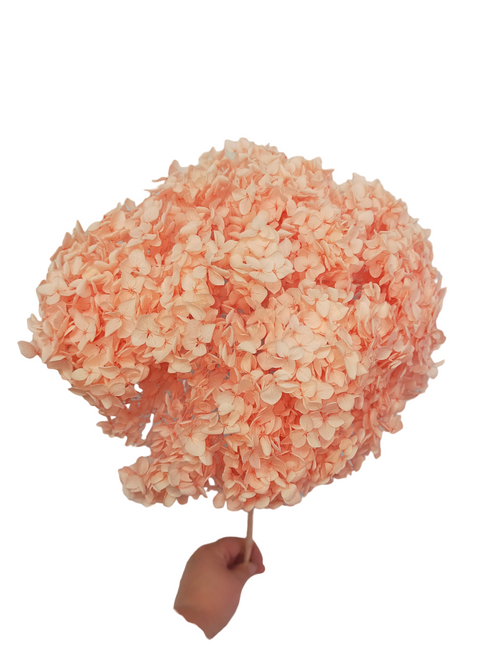 Dried/Preserved Flowers Hydrangea - Baby Pink