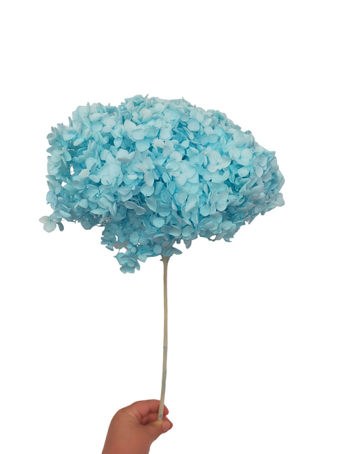 Dried/Preserved Flowers Hydrangea - Blue 