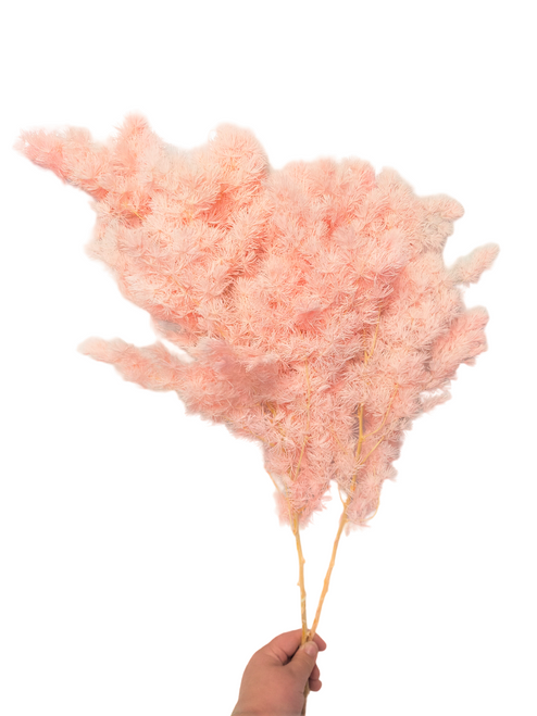 Dried/Preserved Flowers Ming Asparagus Fern - Baby Pink