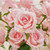 Rose -  Long Stem Soft Pink-  Large Head