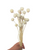 Dried/Preserved Flowers Billy Buttons/Craspedia - White