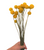 Dried/Preserved Flowers Billy Buttons/Craspedia - Yellow