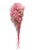 Dried/Preserved Flowers Baby's breath/Gypsophila - Pink (Available In Store Only)