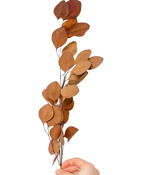 Dried/Preserved Flowers-Eucalyptus Apple Leaves(Brown)