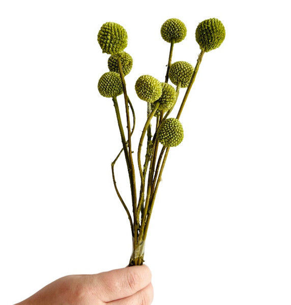 Dried/Preserved Flowers Billy Buttons/Craspedia - Green