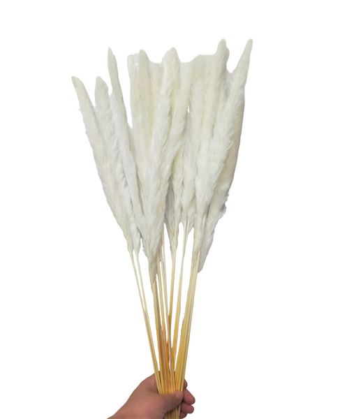 Dried/Preserved Flowers Small Pampas Grass - White 