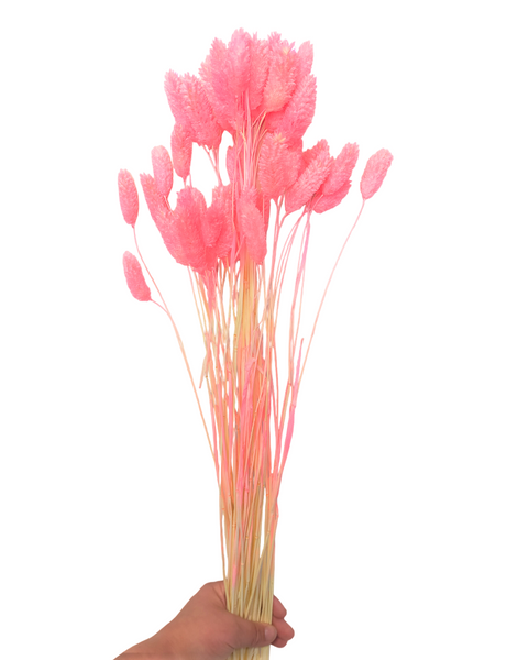 Dried/Preserved Flowers Gem Grass - Bright Pink