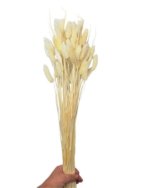 Dried/Preserved Flowers Gem Grass - Cream