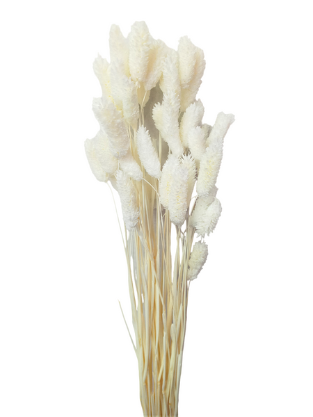 Dried/Preserved Flowers Gem Grass - White