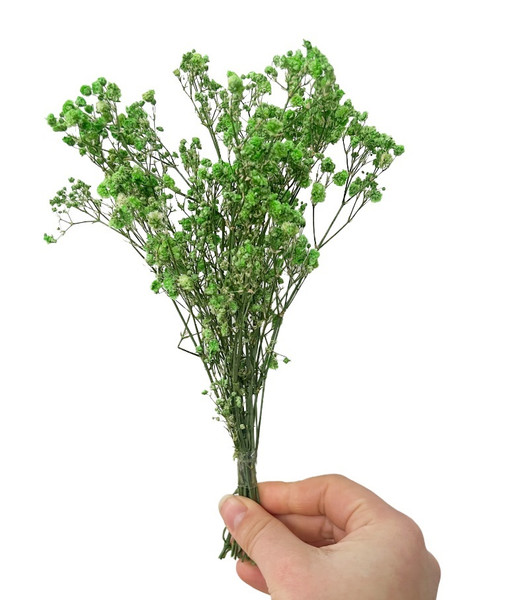 Dried/Preserved Flowers- Babysbreath/Gypsophila - Green (Available In Store Only)