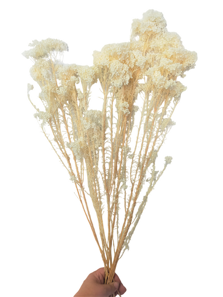 Dried/Preserved Flowers Rice Flower - White (Available In Store Only)