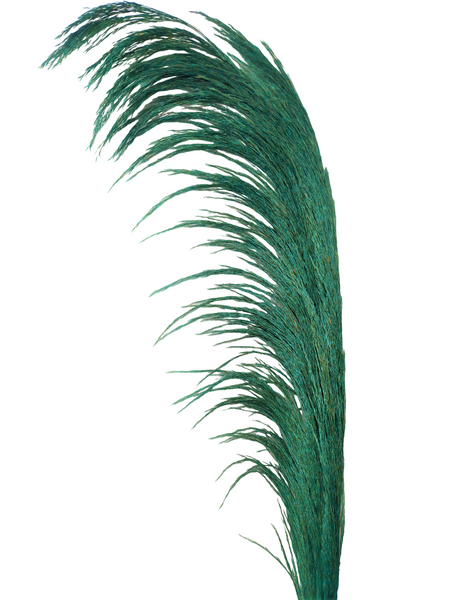 Dried/Preserved Flowers Cortaderia Pampas Grass - Peacock Green (Available In Store Only)