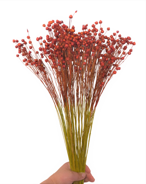 Dried/Preserved Flowers Linseed Flower - Red (Available In Store Only)