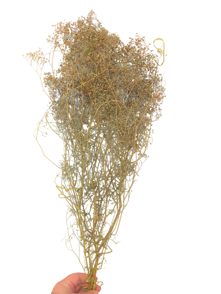Dried/Preserved Flowers Million Stars - Natural (Available In Store Only)