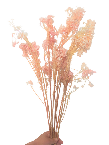 Dried/Preserved Flowers Rice Flower - Baby Pink (Available In Store Only)
