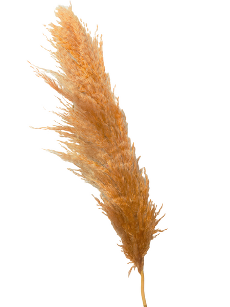 Dried/Preserved Flowers Pampas Grass - Orange (Available In Store Only)