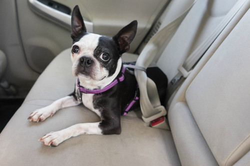 PetSafe 3 in 1 Pet Harness