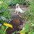 PetSafe Pawz Away Outdoor Pet Barrier (PWF00-11923)