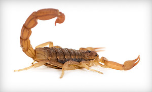 arizona-bark-scorpion.jpg