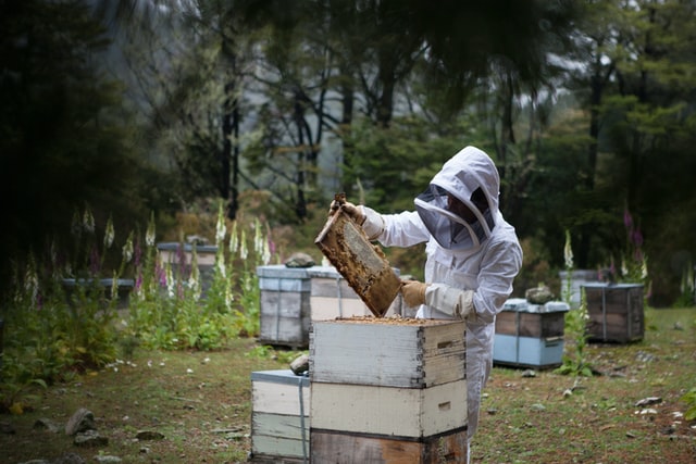 A beekeeper harvesting honey against a wooded background