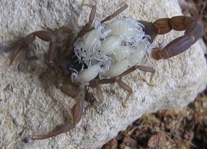 mother-scorpion-with-babies-on-back.jpg