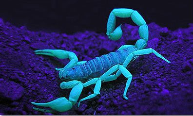 scorpion-under-uv-blacklight.jpg