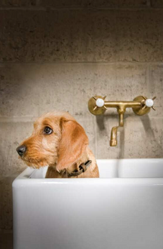 Mitigeur mural 2 trous Kenny & Mason Collection Traditionnelle en finition doré avec un chien dans la baignoire Mitigeur mural 2 trous Kenny & Mason Collection Traditionnelle en finition doré avec un chien dans la baignoire