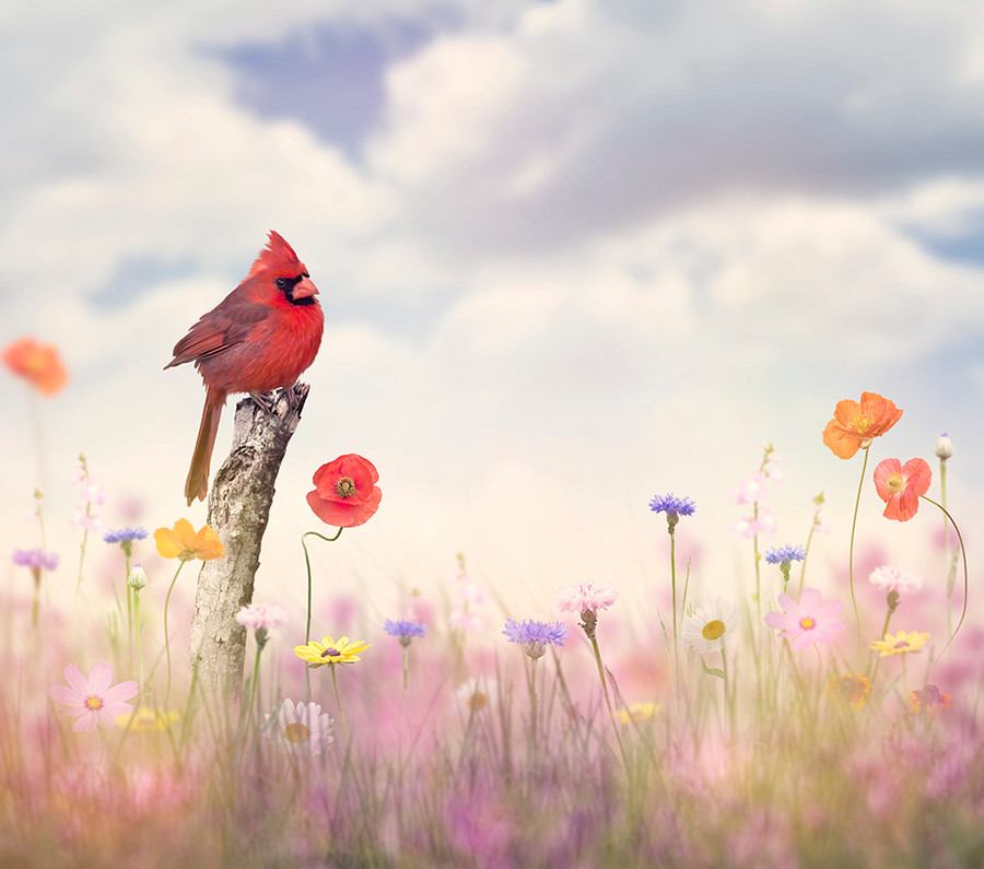 My Mother’s Welcome for Visitors – Visitors With Red Wings