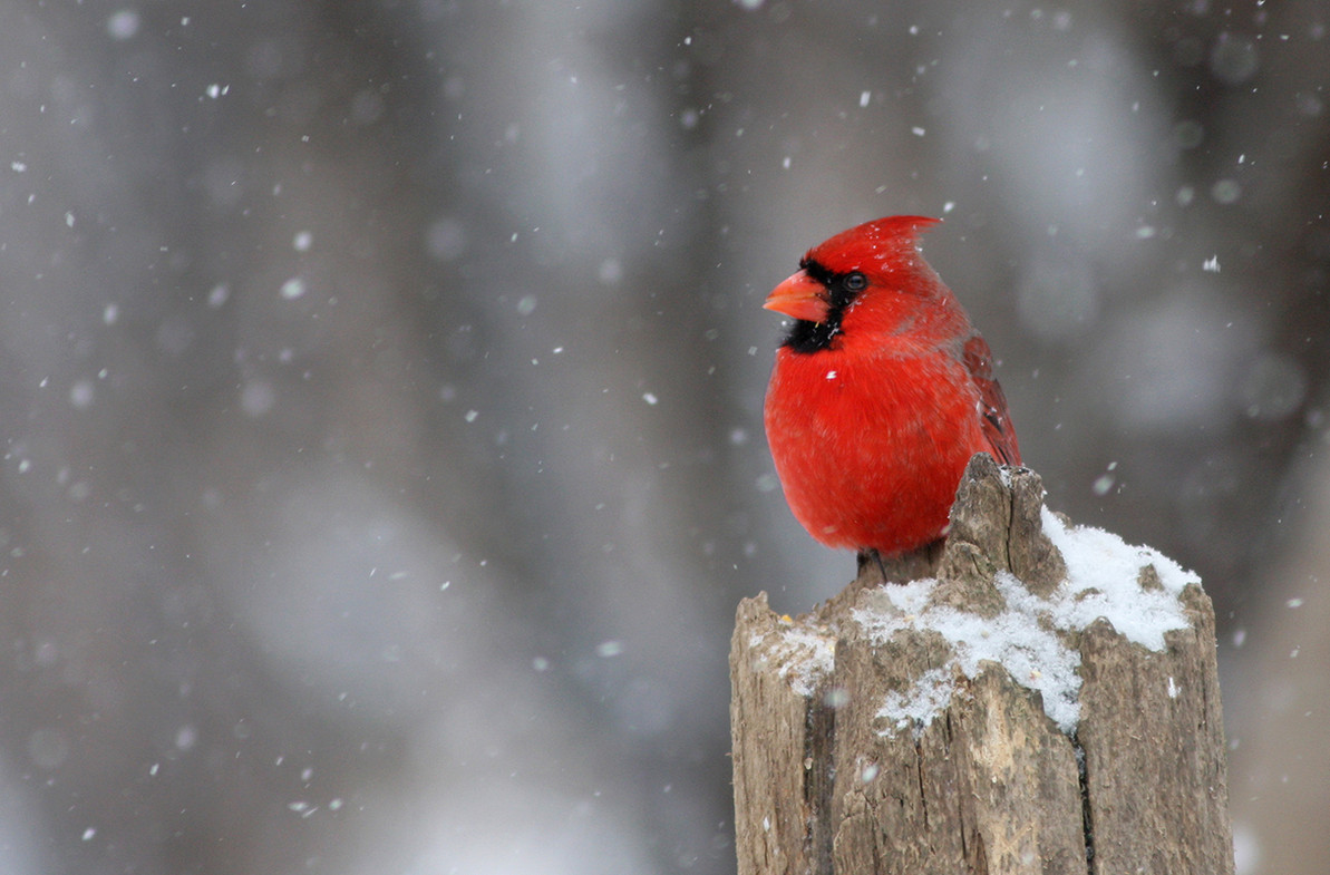 My Red Winged Visitors