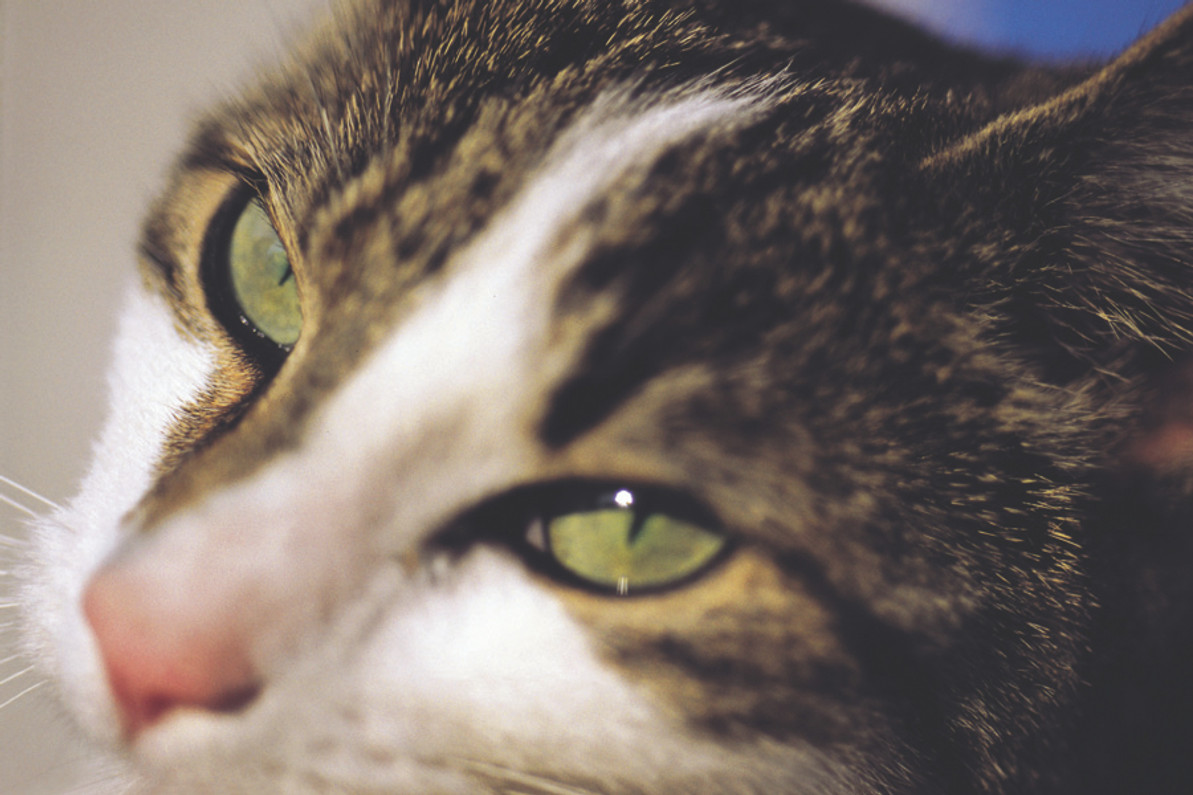 Do cats feel empathy and appear during times of sadness?