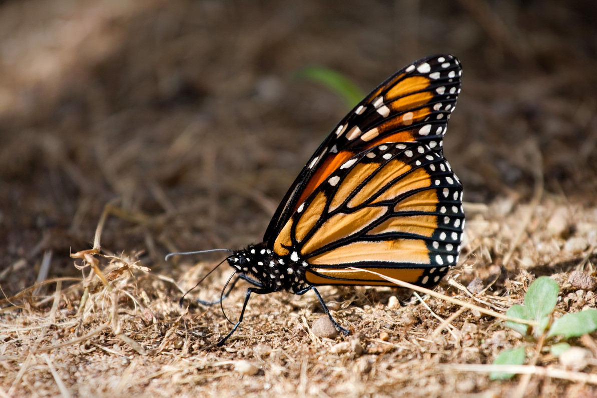 A BUTTERFLY VISITATION