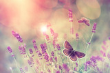 The Butterflies are Coming - Don’t Miss Them!