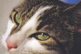 For the Love of Tabitha