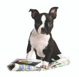 Grief Welcomes the Newpaper