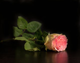 LAST KISS