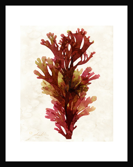 Algae07 Red Ribbon