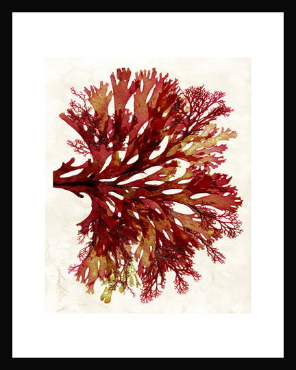 Algae18 Red Ribbon 2