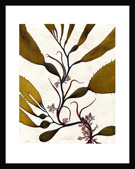 Algae11 Giant Kelp 3