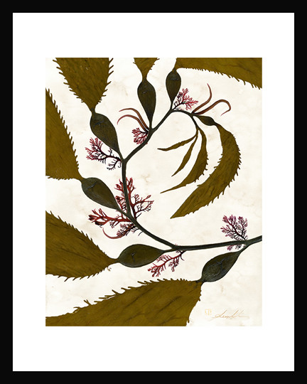 Algae17 Giant Kelp 5