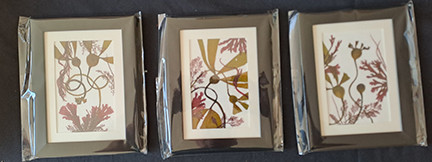 Framed Original 05by07 Bull Kelp 01