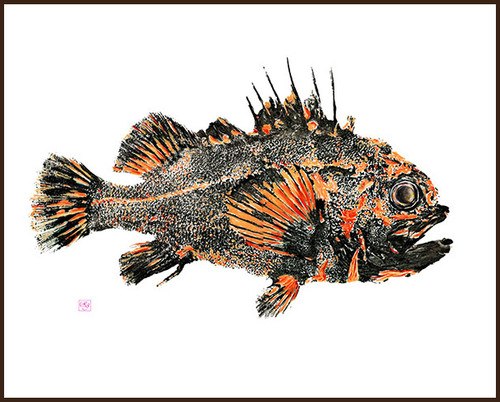 SW9f - China Rockfish Print - Coastal Prezence