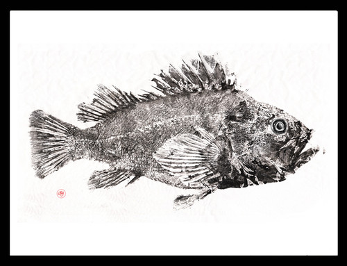 SW9ec - Quillback Rockfish
