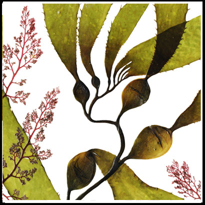 Coaster 010 Giant Kelp 3