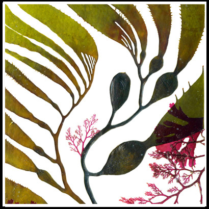 Coaster 010 Giant Kelp 4