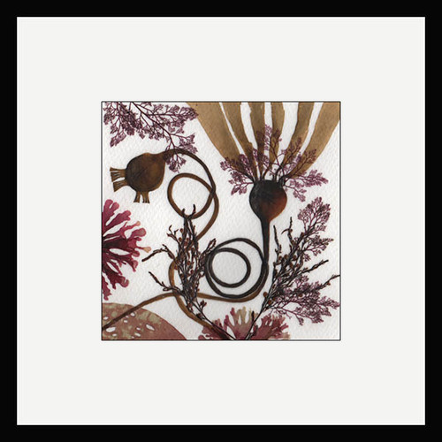 Customer Order Original 12by12 Bull Kelp Pressings