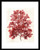 Algae08 Sealace 2