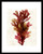 Algae07 Red Ribbon