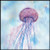 Coaster 009 Jelly Fish 3