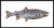 SW9g - Coho Salmon